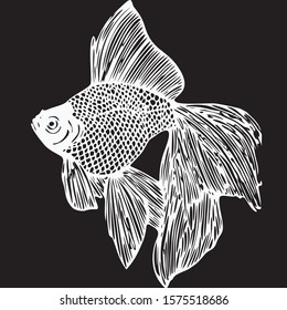 Koi fish are ornamental varieties of domesticated common carp