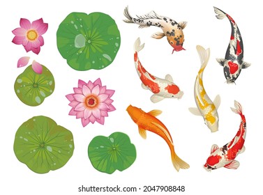 Koi fish in pond. Cartoon traditional oriental scene with golden carp, lotus leaves and flowers. Japanese water pool decoration natural elements set. Vector botanical Asian background