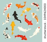 Koi fish vector illustration japanese carp and colorful oriental koi in Asia set of Chinese goldfish and traditional fishery isolated background