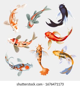 Koi fish vector illustration japanese carp and colorful oriental koi in Asia set of Chinese goldfish and traditional fishery isolated background