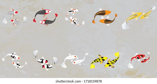 Ilustración vectorial de pescado Koi. Carpa japonesa y colorido koi oriental en Asia conjunto de peces dorados chinos y pesca tradicional. Aislado sobre fondo gris.