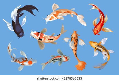 Koi fish vector illustration japanese carp and colorful oriental koi in Asia set of Chinese goldfish and traditional fishery isolated background