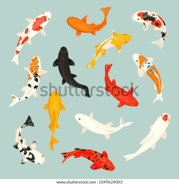 中国の金魚と伝統漁のアジアセットにある 鯉のベクターイラスト 日本の鯉とカラフルなオリエンタルコイ のベクター画像素材 ロイヤリティフリー