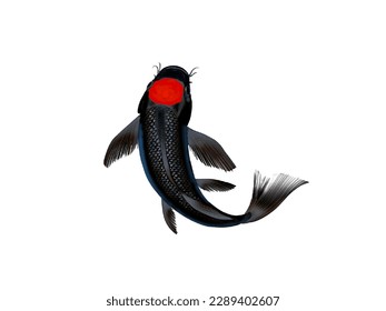 ilustración del vector de peces koi sobre fondo blanco.