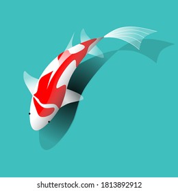 Koi fish vector illustration with shadow