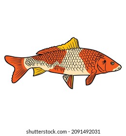 koi fish vector illustration,isolated on white background,top view