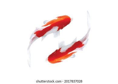 koi fish vector on a white background. suitable for decoration
