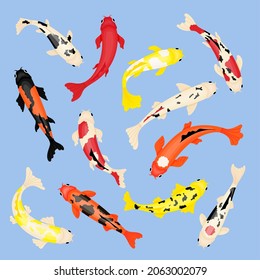 Koi fishes. Isolated nature fish, japan red carp. Chinese water animal, top view asian goldfish. Botanical garden oriental swanky vector natural elements