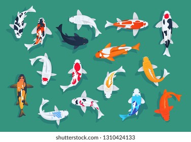 Koi fishes. Japanese colorful carp, asian goldfishes vector set