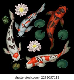 Koi fishes and lotus isolated. Vector