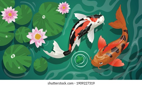 koi fishes swimming in the pond