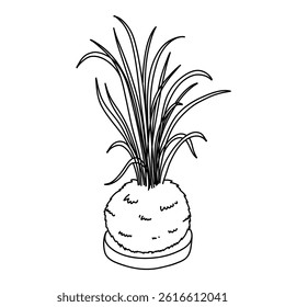 Kokedama. Japanese moss plant. Home gardening icon.