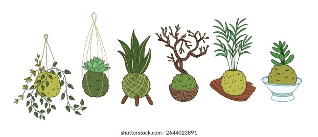 Kokedama set. Japanese moss plant succulent. Home gardening vector illustration	
