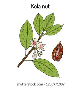 Kola nut (Kola acuminata), medicinal plant. Hand drawn botanical vector illustration