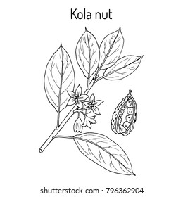 Kola nut (Kola acuminata), medicinal plant. Hand drawn botanical vector illustration