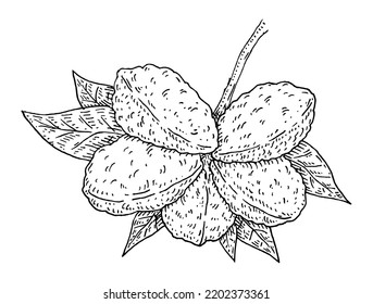 Kola nut branch with leaves. Vector vintage engraving illustration. Isolated on white background. Hand drawn design element for label and poster
