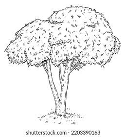 Árbol de nueces de Kola con hojas. Ilustración monocromática vectorial de grabado de época. Aislado sobre fondo blanco. Tinta de diseño dibujada a mano