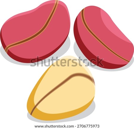 kola nut, Whole Kola nuts vector.