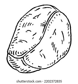 Kola nuts without shell. Vector engraving black vintage illustration. Isolated on white background.