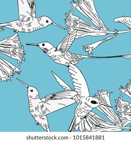 Kolibri hand drawn line art colorful vintage style. Humming bird vector illustration.