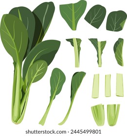 Komatsuna, fuyuna, uguisuna, Japanese mustard spinach, turnip leaf, turnip green, leafy green vegetables, winter vegetable, hand drawn vector illustration set