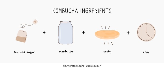 Kombucha fermentó pancarta infográfica de ingredientes de bebida casera probióticos. Método de elaboración de setas de té con estoba. Bebida de hongo para té saludable. Ilustración vectorial dibujada a mano de estilo plano.