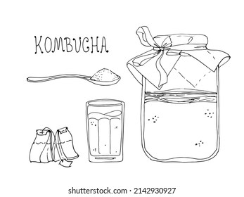 Kombucha. Healthy beverage. Ingredients for homemade fermented tea. Hand drawn vector illustration. Isolated objects on white