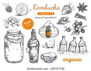 Kombucha homemade tea collection. Vector hand drawn illustration. Isolated objects on white