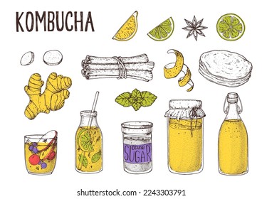 Kombucha tea and ingredients. Kombucha beverage Hand drawing elements collection. Hand drawn vector illustration. Kombucha drink. Tea mushroom, tea fungus, or Manchurian mushroom.