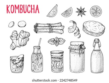 Kombucha tea and ingredients. Kombucha sketch. Hand drawing elements collection. Hand drawn vector illustration. Kombucha drink. Tea mushroom, tea fungus, or Manchurian mushroom.