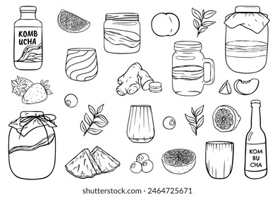 Kombucha tea and ingredients. Kombucha sketch. Ingredients for homemade fermented tea. Kombucha drink. Tea mushroom, tea fungus Hand drawn vector illustration.