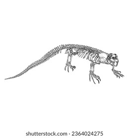 Komodo Drachenlederskelett und Schädel. Anguimorphen mit großen Zähnen. Wassermonitore, Goldmonster oder langsame Würmer. Reptilien-Kopf-und Körperknochen.  asiatischer Wassermonitor oder Varanus. Vektorgrafik.