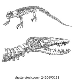 Komodo dragon lizard skeleton and skull. Anguimorphs with big teeth. Water monitors, gila monster or slow worms. Reptile head and body bones.  Asian water monitor or Varanus.  Hand drawn Vector.