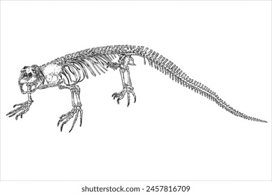 Komodo dragon lizard skeleton and skull. Anguimorphs with big teeth. Water monitors, gila monster or slow worms. Reptile head and body bones.  Asian water monitor or Varanus. Vector.