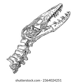 Komodo dragon lizard skull. Anguimorphs with big teeth. Water monitors, gila monster or slow worms. Reptile head bones.  Asian water monitor or Varanus. Vector.