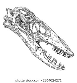 Komodo dragon lizard skull. Anguimorphs with big teeth. Water monitors, gila monster or slow worms. Reptile head bones.  Asian water monitor or Varanus. Vector.