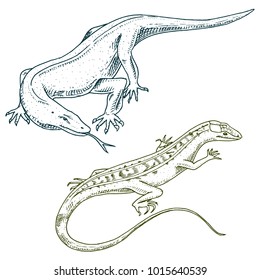 Komodo dragon monitor, American Sand lizard, exotic reptiles or snakes in Europe. wild animals lacertian in nature. vector illustration for book or pet store, zoo. engraved hand drawn.