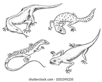 Komodo dragon monitor, American Sand lizard, exotic reptiles or snakes, spotted fat-tailed gecko. wild animals lacertian in nature. vector illustration for book or pet store, zoo. engraved hand drawn.