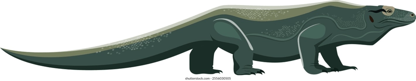 Komodo dragon, or komodo monitor, a large lizard species from indonesia, standing and gazing forward in a minimalist vector illustration