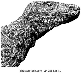 Komodo dragon sketch, in black, isolated 