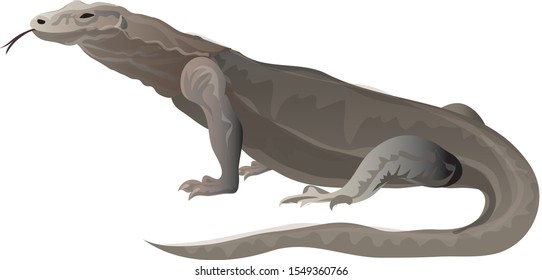  Komodo dragon, wild life animal from Indonesia - Vector