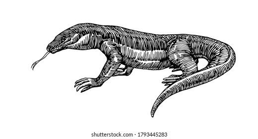 Komodo lizard, dangerous predator, dragon, for logo or emblem, engraving, sketch, vector illustration with black ink lines isolated on a white background a hand drawn style