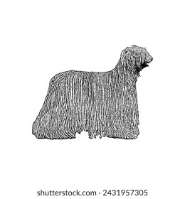 Komondor hand drawing vector isolated on white background.