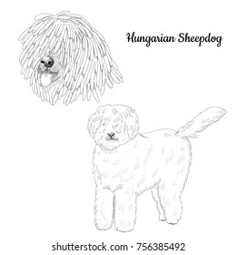 Komondor purebred dog artistic sketch. Hungarian shepherd hand drawn portrait.