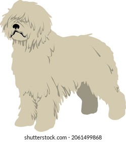 The Komondor (the Hungarian sheepdog) Colored Vector Illustration