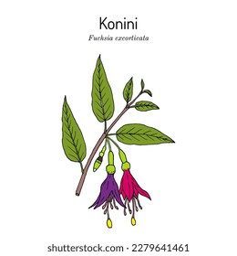 Konini, or New Zealand fuchsia (Fuchsia excorticata), edible and ornamental plant. Hand drawn botanical vector illustration