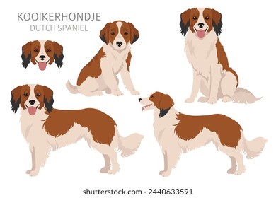 Kooikerhondje clipart. Different poses, coat colors set.  Vector illustration