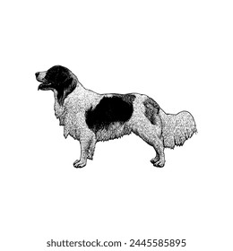 Kooikerhondje hand drawing vector isolated on white background.