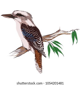 Kookaburra bird on a branch vector illustration