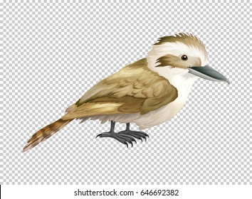 Kookaburra bird on transparent background illustration